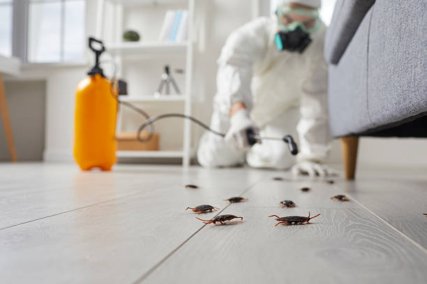 Commercial Rodent Management in White Marsh